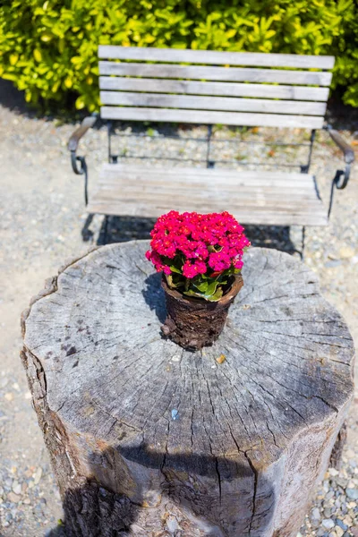 Ağaç Kütüğündeki Saksıda Büyüyen Çiçek Açan Bir Bitki — Stok fotoğraf