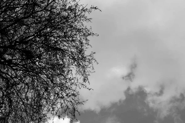 Bulutlu Bir Gökyüzü Ile Kalın Ağaç Dallarının Gri Renkli Görüntüsü — Stok fotoğraf