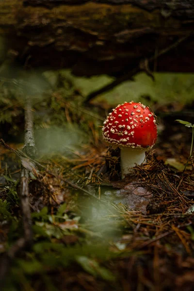 一种长在森林里的苍蝇一样的蘑菇的垂直拍摄 — 图库照片