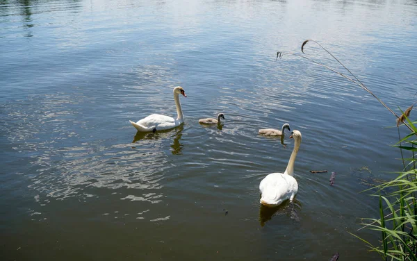 Colpo Angolo Alto Una Famiglia Cigni Che Nuota Lago Una — Foto Stock