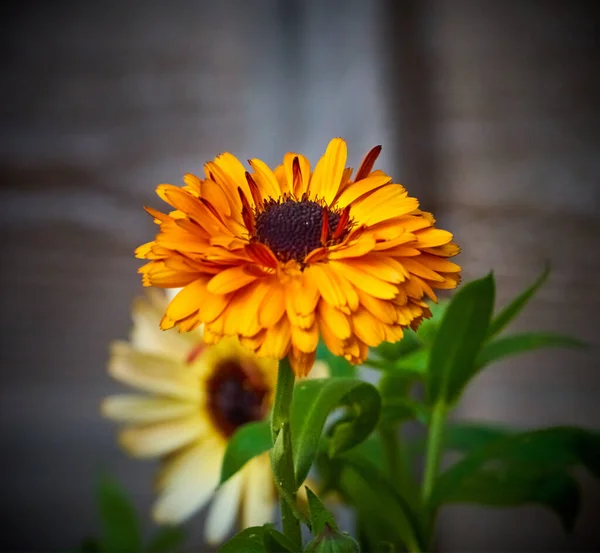 Orange Pot Marigold Calendula Officinalis Blossom — Stock Photo, Image