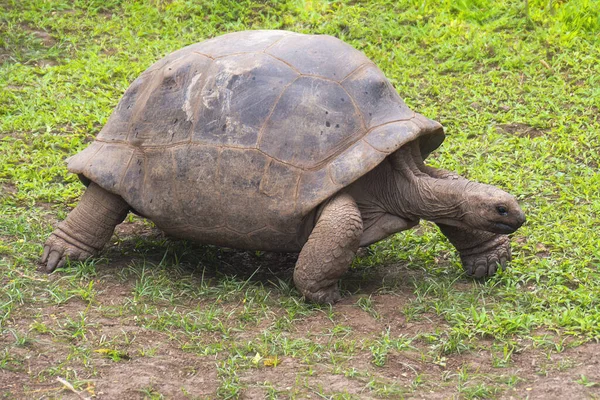 Beautiful View Turtle Crawling Ground — Stock Photo, Image