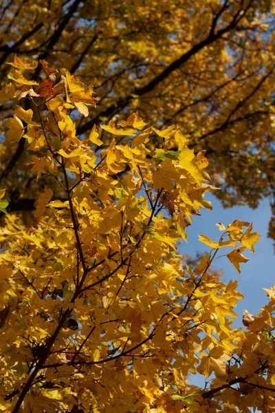 Les Branches Des Arbres Aux Feuilles Jaunes Automne — Photo