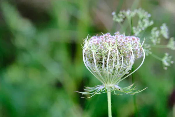 Primo Piano Fiore Selvatico Con Semi Sfondo Sfocato — Foto Stock