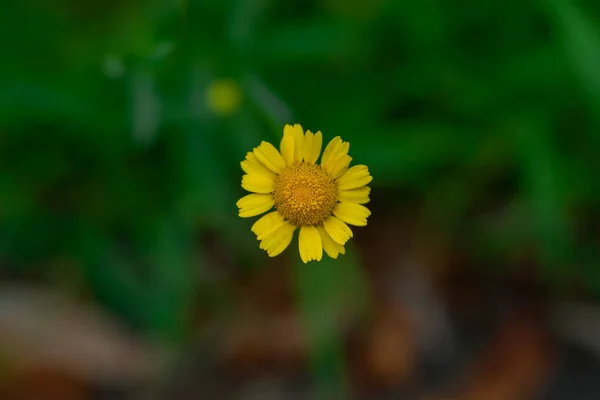 Uma Vista Superior Uma Flor Amarela Que Floresce Jardim — Fotografia de Stock