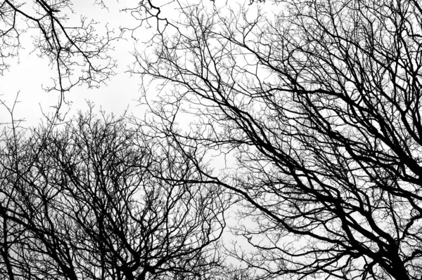 Ένα Γκρι Πλάνο Από Τολμηρά Κλαδιά Δέντρων Συννεφιασμένο Ουρανό — Φωτογραφία Αρχείου
