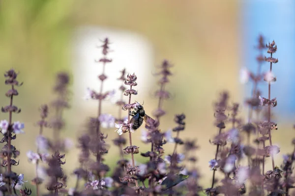 Selektywne Ujęcie Pszczoły Polu Lawendy — Zdjęcie stockowe