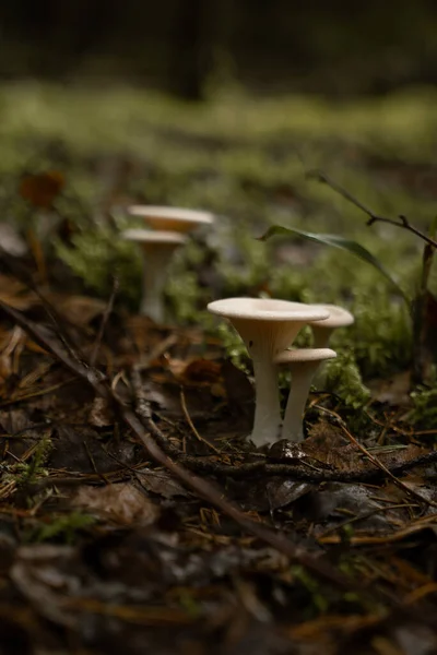 Plan Vertical Champignons Blancs Plats Poussant Dans Forêt — Photo