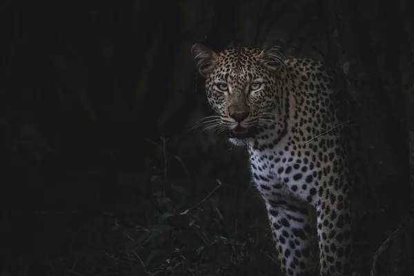 Foco Suave Leopardo Vicioso Entre Los Árboles Bosque Oscuro — Foto de Stock