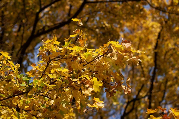 Rami Degli Alberi Con Foglie Autunno Gialle — Foto Stock