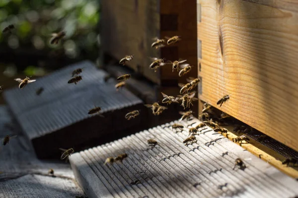 Primer Plano Abejas Volando Una Colmena Madera Jardín Bajo Sol — Foto de Stock