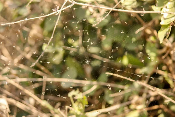 나뭇가지 사이에 거미집의 — 스톡 사진