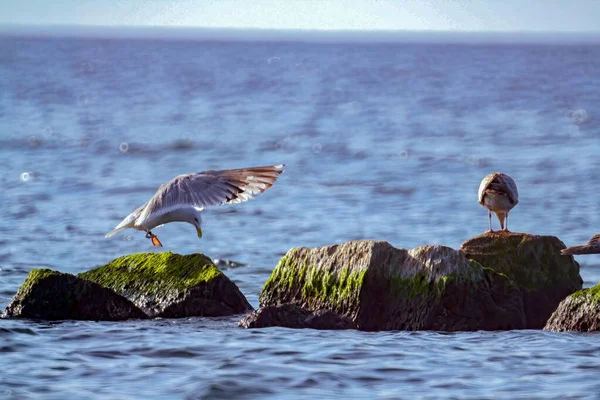 Two Seagulls Resting Rocky Coast — Stock Photo, Image