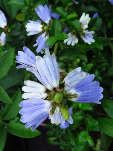 Primer Plano Flores Púrpura Esclerochiton Harveyanus Floreciendo Jardín —  Fotos de Stock