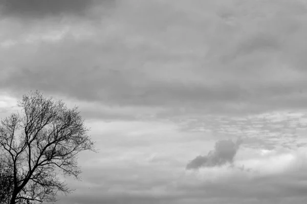 Una Imagen Escala Grises Ramas Árboles Audaces Con Cielo Nublado —  Fotos de Stock