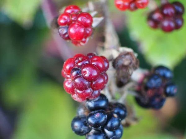 Primer Plano Moras Maduras Inmaduras Una Rama Árbol —  Fotos de Stock