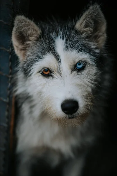 Disparo Vertical Lindo Perro Con Ojos Marrones Azules Mirando Desde — Foto de Stock