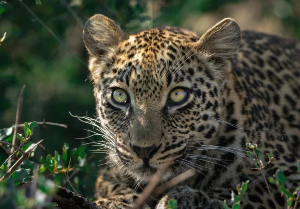 Foco Suave Leopardo Vicioso Escondido Entre Arbustos Florestais — Fotografia de Stock