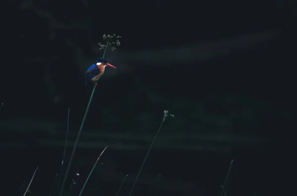 Красочный Малахитовый Зимородок Сидящий Тростнике Болоте — стоковое фото