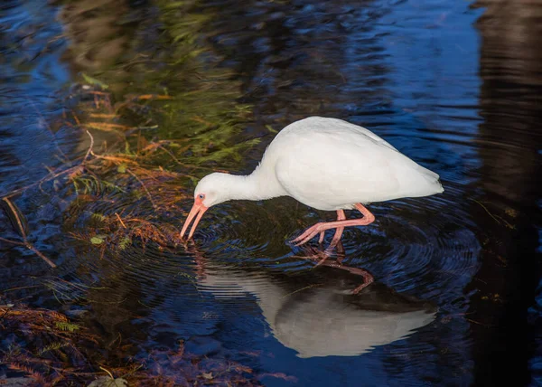 Ibis Blanco Americano Lago — Foto de Stock