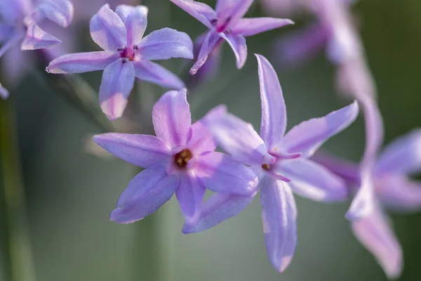 Detailní Záběr Kvetoucí Tulbaghia Violacea Slunečního Svitu — Stock fotografie