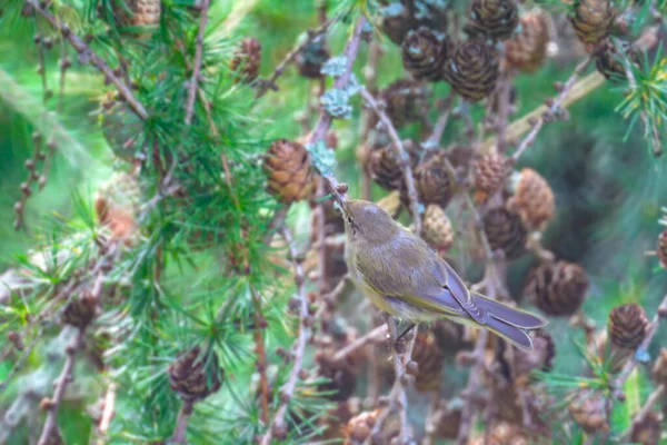 Gray Flycatcher Empidonax Wrightii Posazený Větvi Stromu — Stock fotografie