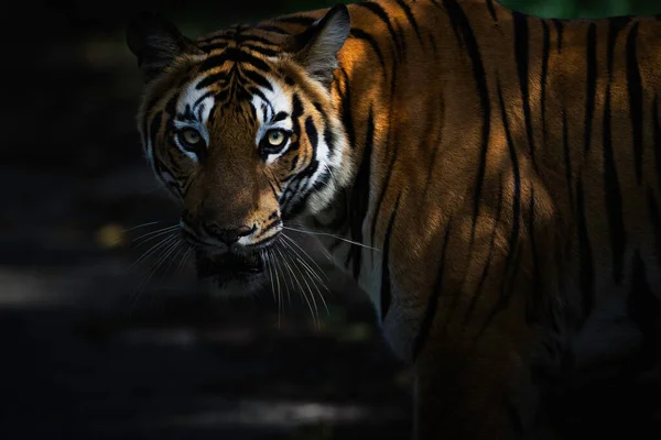 Foco Suave Tigre Furtivo Entre Sombras Uma Floresta Escura — Fotografia de Stock
