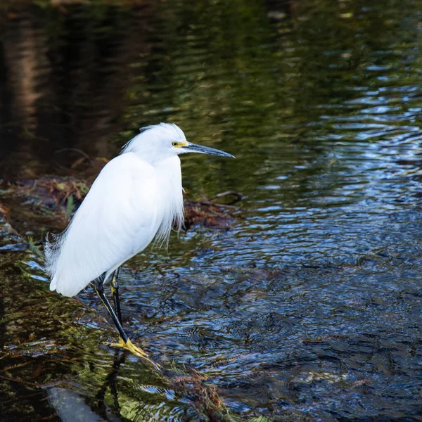 Pássaro Grande Egret Fofo Branco Lago — Fotografia de Stock