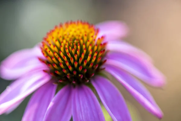 Closeup Shot Purple Coneflower Blurred Background — Stock Photo, Image