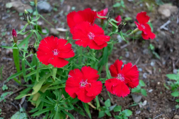 Beau Cliché Oeillets Chinois Qui Fleurissent Dans Jardin — Photo