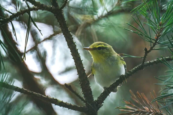 Vanlig Gräslök Phylloscopus Collybita Sitter Trädgren — Stockfoto