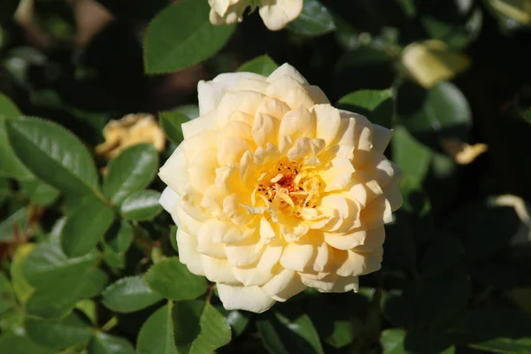 Zbliżenie Żółtego Ogrodu Róża Pod Sunlight Rozmytym Tłem — Zdjęcie stockowe