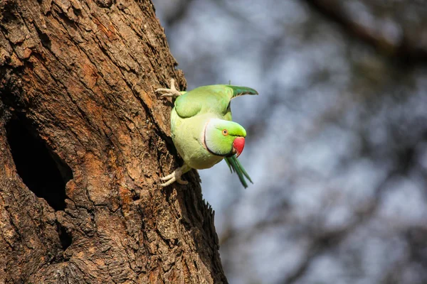 Egy Zöld Papagáj Látványa Fán — Stock Fotó
