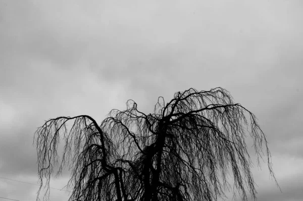 一株粗壮的树枝拍成灰白色 — 图库照片