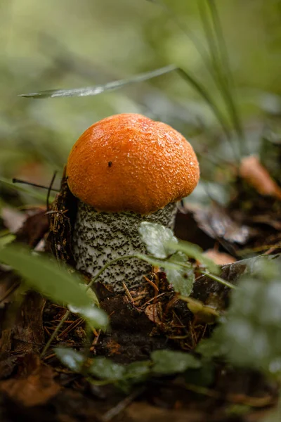 숲에서 자라는 오렌지 자작나무의 버섯을 수직으로 클로즈업 — 스톡 사진