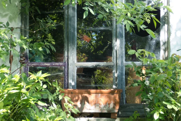 Крупним Планом Горщики Підвіконні Старого Брудного Вікна Під Сонячним Світлом — стокове фото