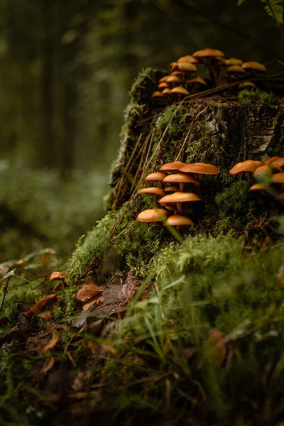 Eine Vertikale Aufnahme Von Breitkopfpilzen Die Auf Einem Abgesägten Baumstamm — Stockfoto