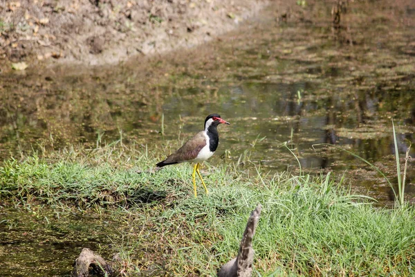 Una Vista Vanellus Indicus Parado Suelo Cerca Del Estanque — Foto de Stock