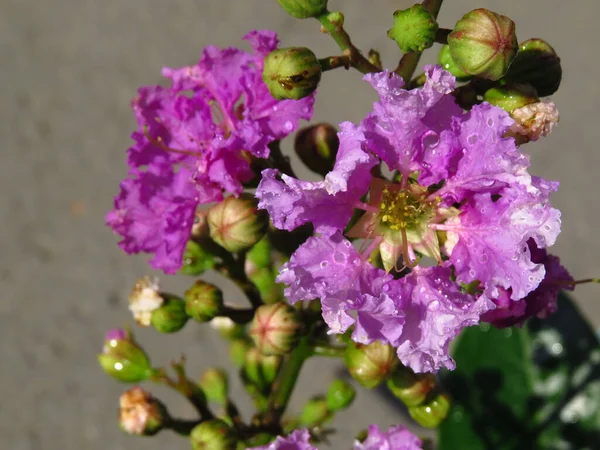 Gros Plan Fleurs Pourpres Lagerstroemia Fleurissant Dans Jardin — Photo