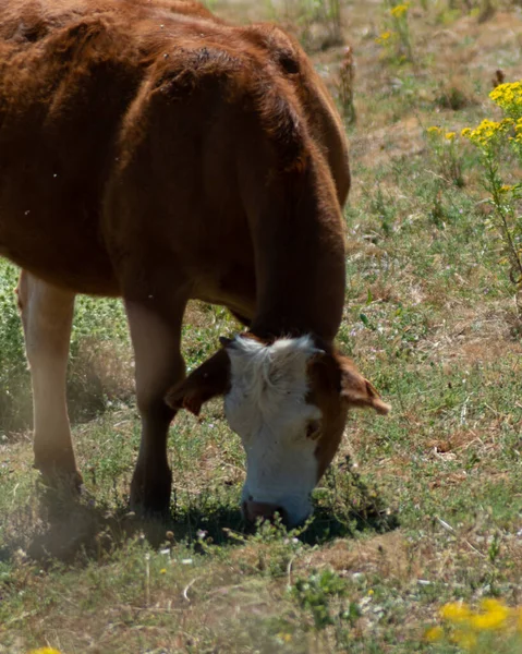 Vertical Shot Brown Cow Grazing Field Sunny Summer Day — Stock Photo, Image