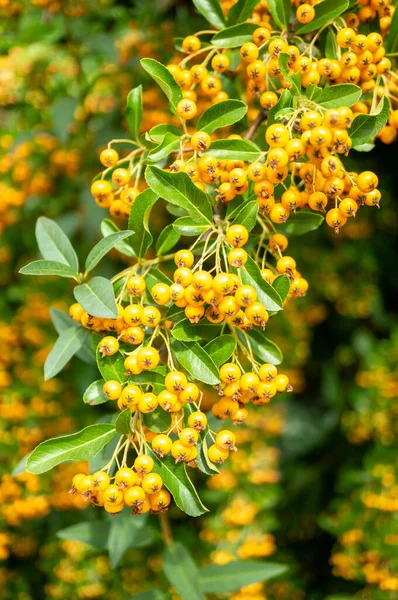 Disparo Vertical Bayas Amarillas Pyracantha Creciendo Jardín —  Fotos de Stock