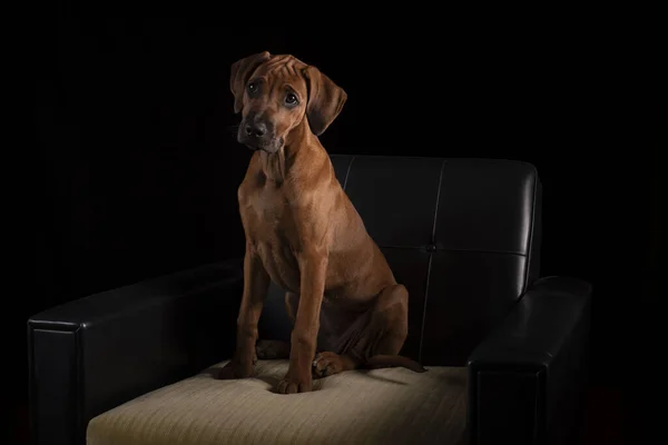 Een Schattige Bruine Rhodesian Ridgeback Puppy Zittend Een Fauteuil Een — Stockfoto