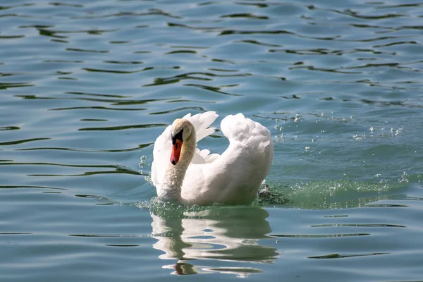 Hermoso Cisne Blanco Nadando Lago — Foto de Stock