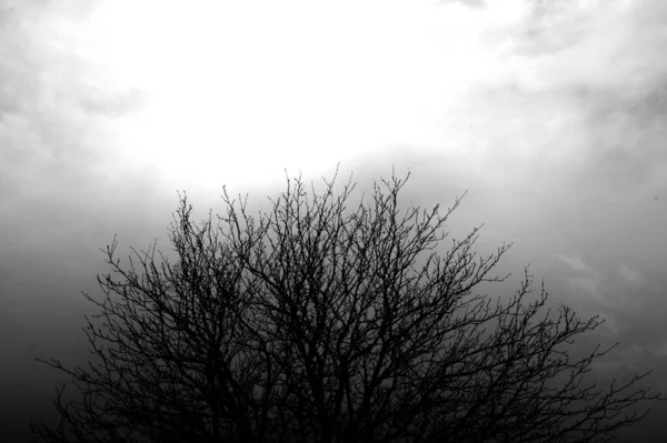 Una Imagen Escala Grises Ramas Árboles Audaces Con Cielo Nublado —  Fotos de Stock