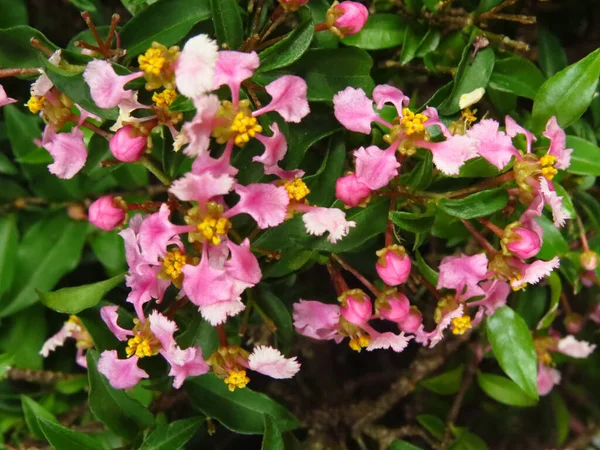 Zbliżenie Strzał Różowe Malpighia Kwiaty Kwitnące Ogrodzie — Zdjęcie stockowe