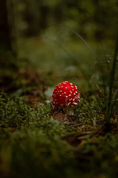 Een Verticaal Close Shot Van Een Vlieg Agaric Paddestoel Groeiend — Stockfoto