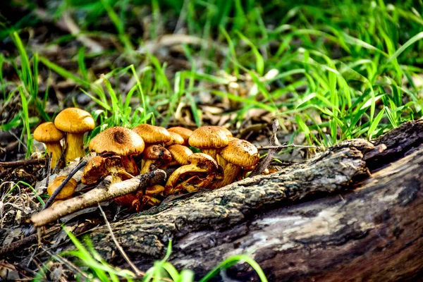 森の地面に生えている蜂蜜キノコのクローズアップショット — ストック写真