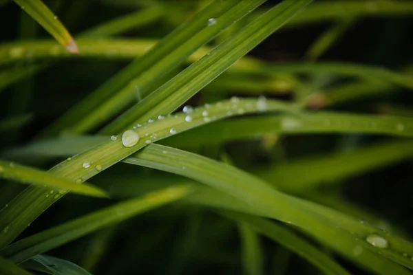 Primer Plano Una Hierba Verde Con Gotitas Agua — Foto de Stock