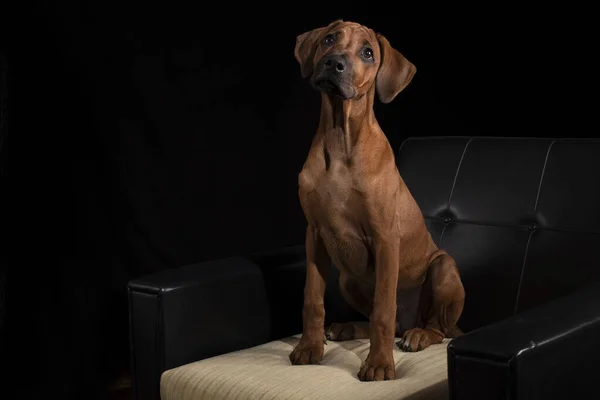 Een Schattige Bruine Rhodesian Ridgeback Puppy Zittend Een Fauteuil Een — Stockfoto