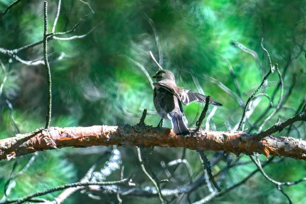 Pássaro Pardal Empoleirado Galho Árvore — Fotografia de Stock